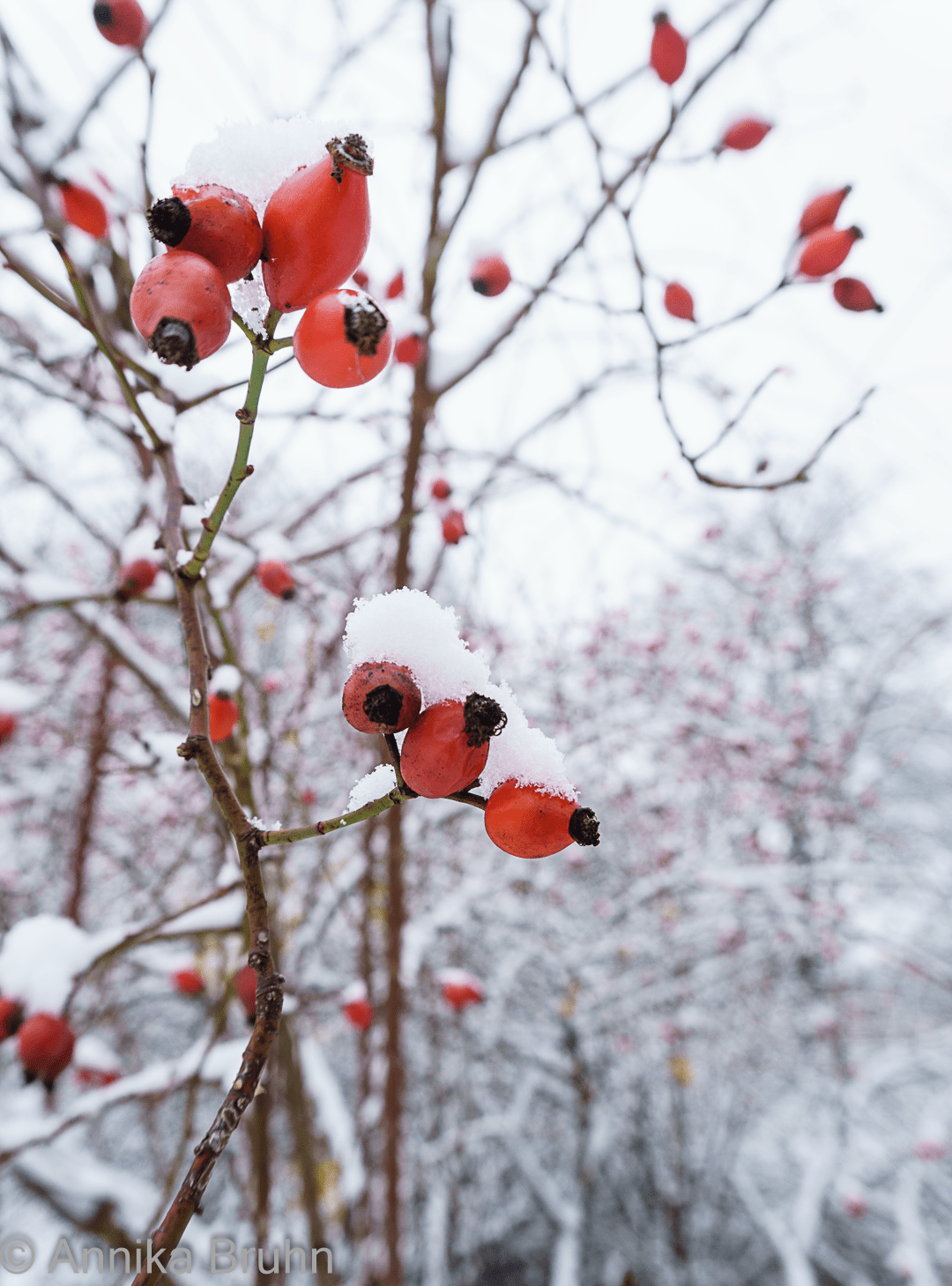 Beeren im Schnee